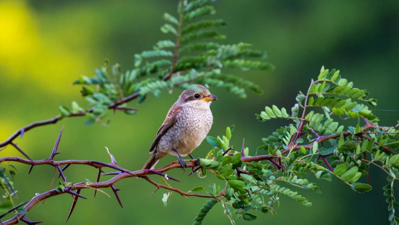 STUDY: Birds are Linked to Happiness Levels