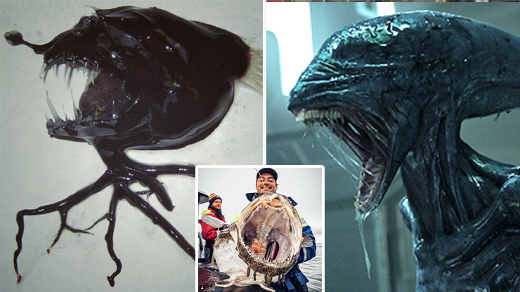 Man found strange alien-like creatures from the bottom of the ocean – TodayUltra