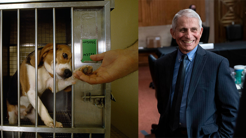 Report: Fauci Oversaw Dangerous, Torturous Experiments On Dogs