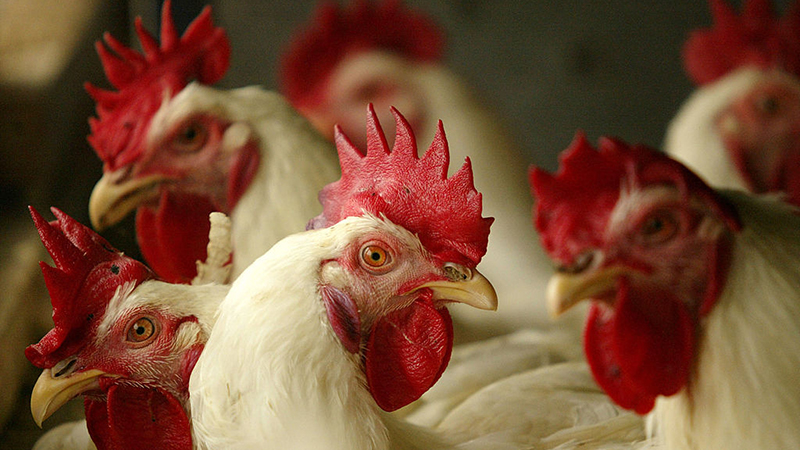 Bill Gates Vaccines Turn Chickens Into Living Tumors