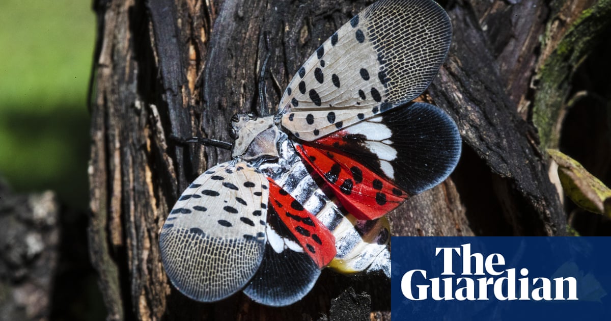 ‘Kill it!’ US officials advise no mercy for lanternfly summer invasion | Invasive species | The Guardian