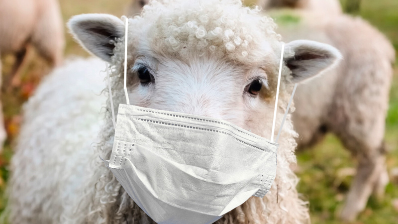 The Vaccinated Sheep Are Being Taken For A Ride; How Long Before They Jump Off The Train? Never?