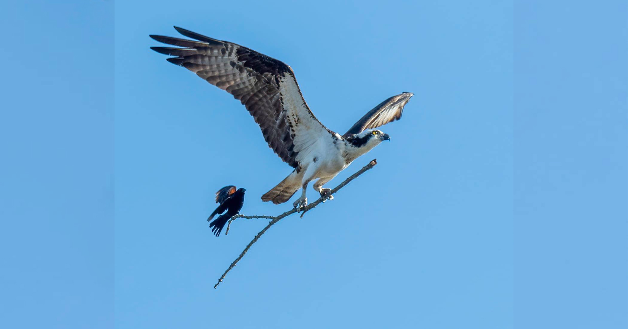 Once-in-a-Lifetime Photo of Small Bird Hitching a Ride on Bigger Bird’s Stick