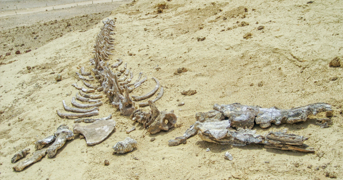 Amphibious Whale Fossil Discovered in Egypt - Ripley's Believe It or Not!