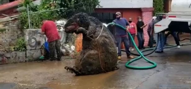 Workers Discover GIANT RAT During Clearance of Underground Drainage System – TodayUltra