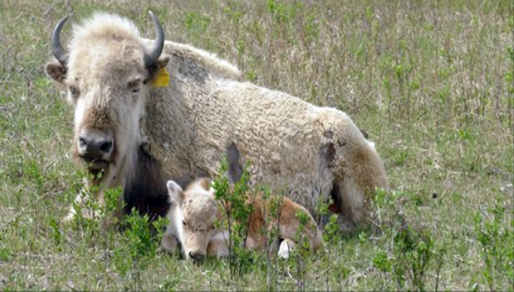 A Rare White Bison Was Born Into A Herd Belonging To The Sioux Valley Dakota Nation - Nature And Animals - Sonyaz