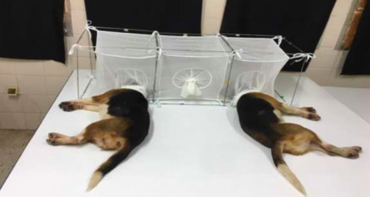 Puppy Killer Exposed: Fauci’s NIH Division Funded Barbaric Project -'Insects Eating Beagles Alive' - Think Americana - Conservative Political News
