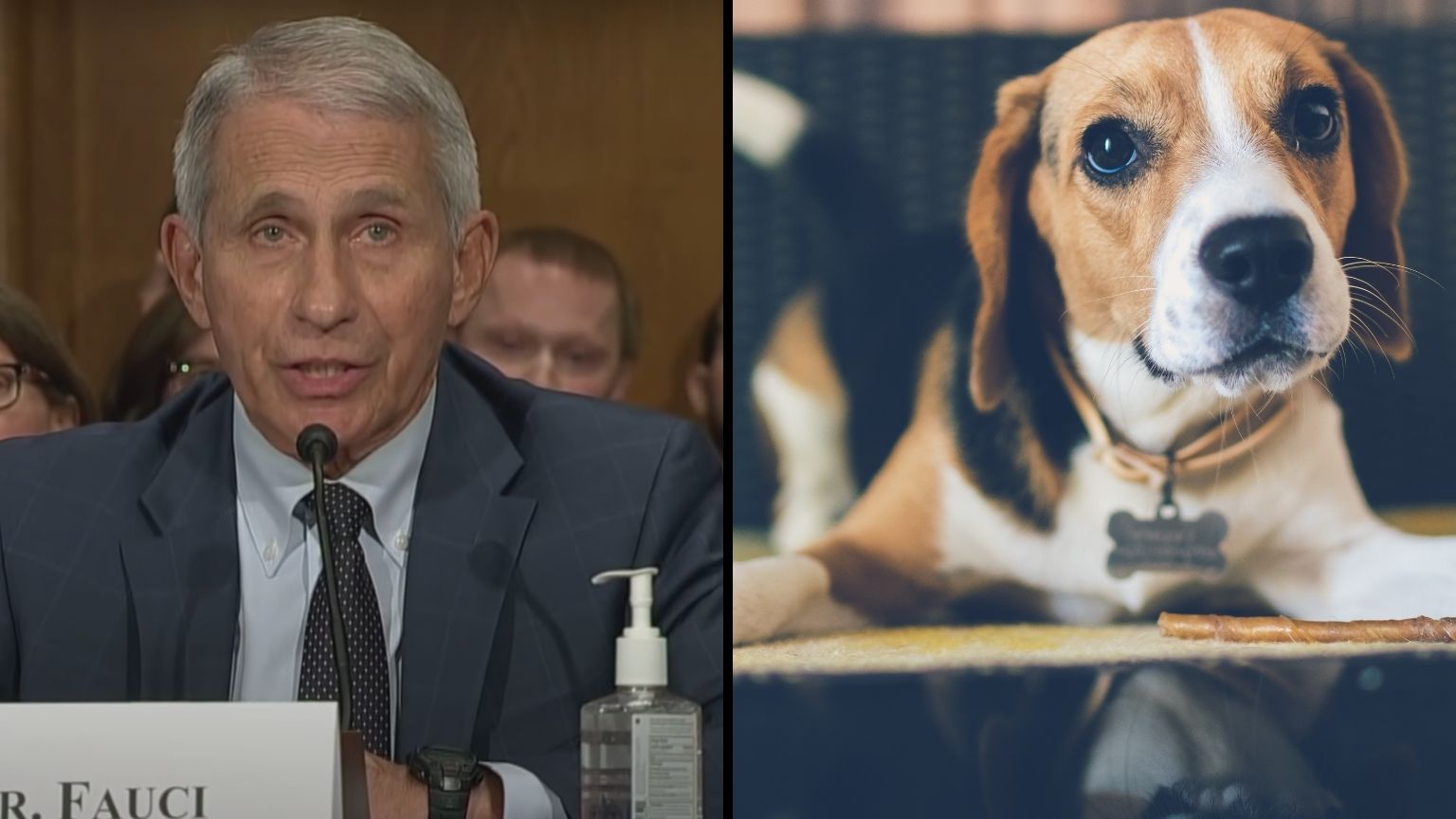 Google blocked animal rights group from blowing whistle on NIH-funded cruel dog experiments