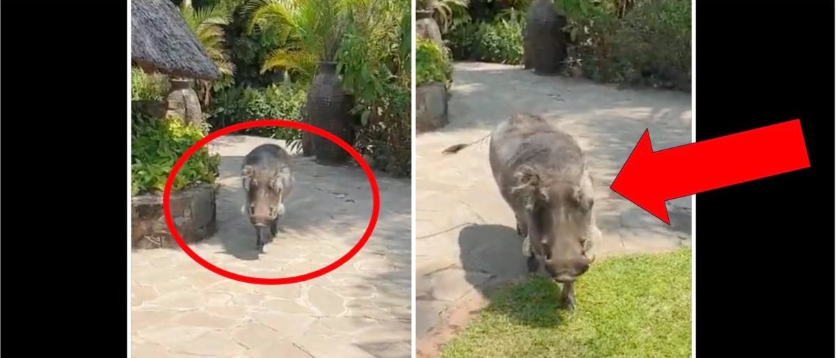 People Foolishly Try To Touch A Massive Warthog In Absurd Viral Video | The Daily Caller