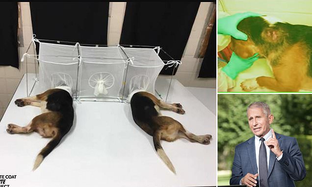 Fauci under fire for 'puppy experiments' that utilized disease-causing parasites | Daily Mail Online