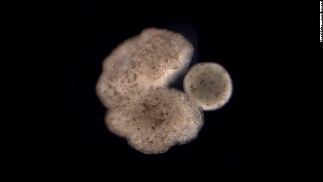 World's first living robots can now reproduce, scientists say - CNN
