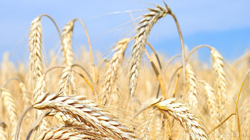 No Fertilizer, No Food: Global shutdown of fossil fuels the quickest way to STARVATION HELL – basic chemistry lesson for ignorant Leftists – NaturalNews.com