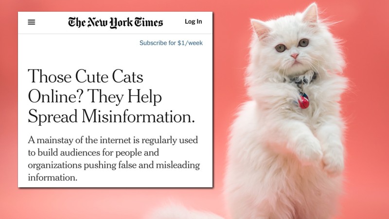 New York Times Complains That Cat Videos Are Being Used to Spread “Misinformation”