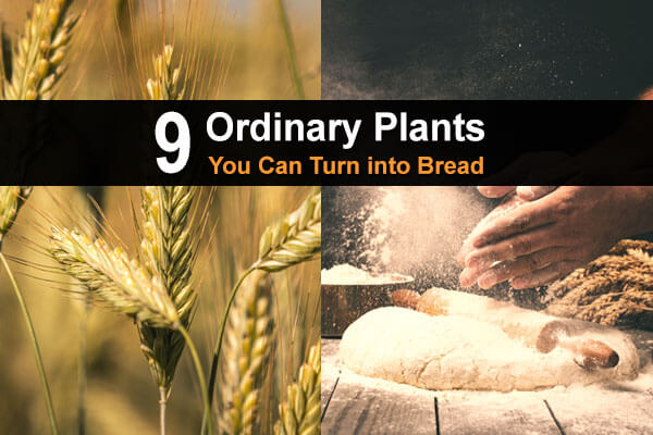 9 Ordinary Plants You Can Turn Into Bread | Urban Survival Site