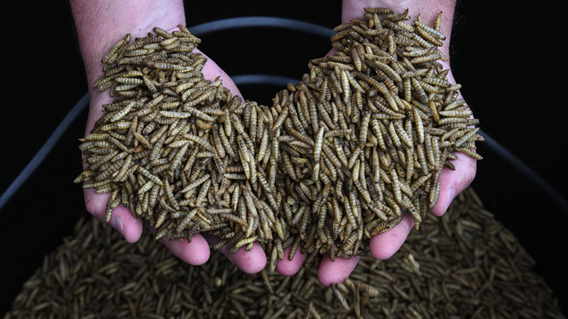 Vanderbilt University Professor Argues That We All  Need To Eat BUGS