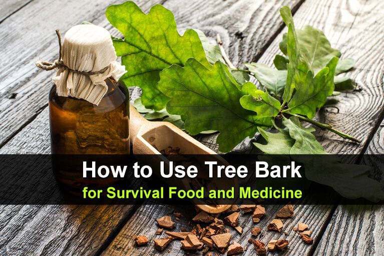 How to Use Tree Bark for Survival Food and Medicine | Urban Survival Site