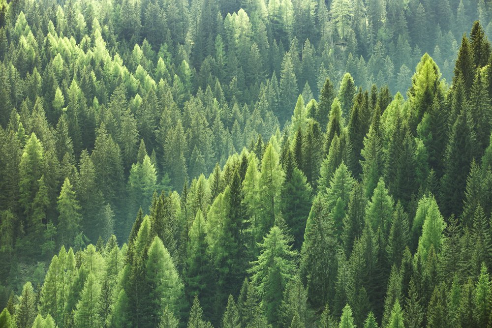 School Bans “Evergreen” Mascot Because It’s Racist : AWM