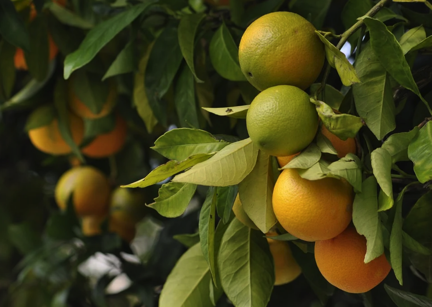 Another Major Shortage Alert: The Florida Orange Crop In 2022 Will Be The Smallest Since World War II
