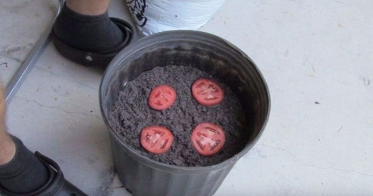 Grow An Endless Supply Of Tomatoes With These 4 Simple Methods -