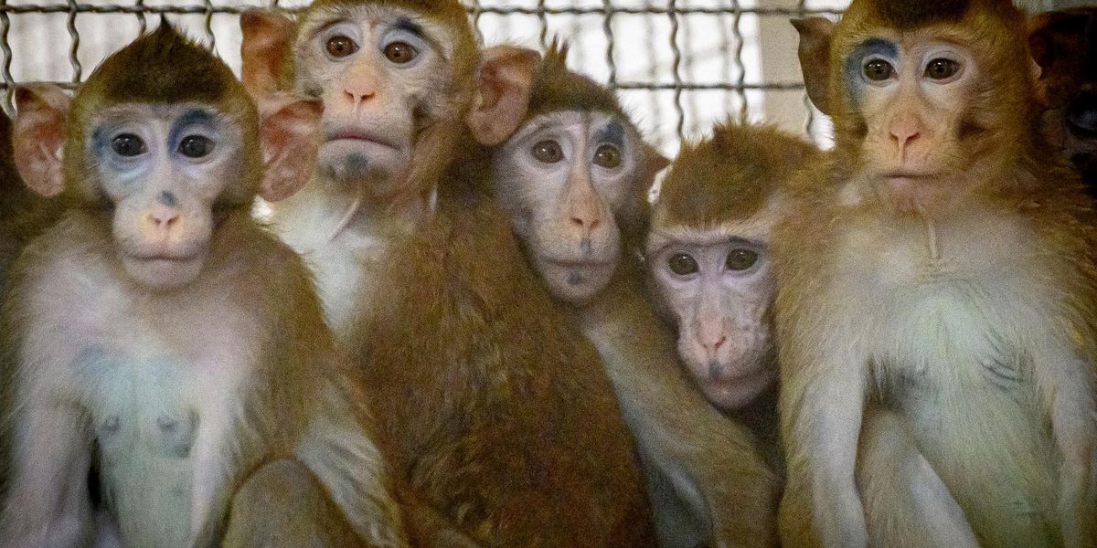 Woman says she came down with cough, conjunctivitis after assisting at crash site with 100 CDC quarantine center-bound monkeys - TheBlaze