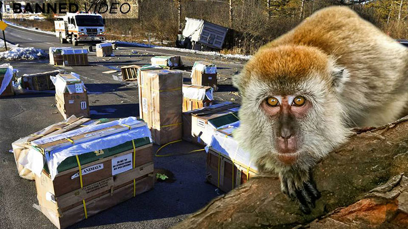 Did The CDC Start A New Pandemic In Pennsylvania?