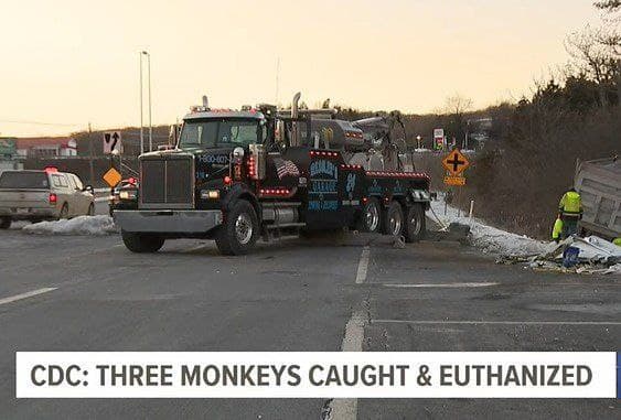 Are the escaped monkeys from the truck crash infected? – World-Signals News