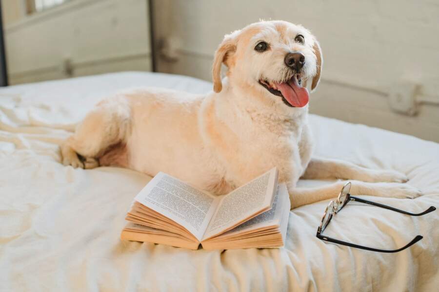 Why is an Orthopedic Dog Bed Best Choice for Your Dog?