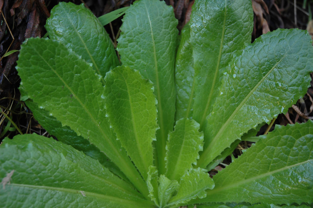 Opium-like painkiller alternative can be found growing in your backyard – The Prepper Dome