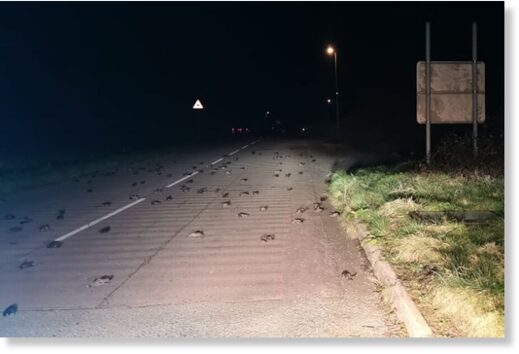 5G death toll increases! Hundreds of birds fall dead from the sky in Wales and Mexico (videos) - Strange Sounds