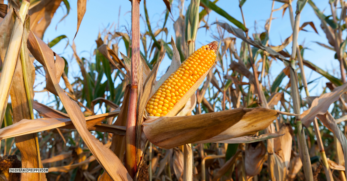 The Russian Fertilizer Export Ban is Going to Hit Your Wallet HARD -