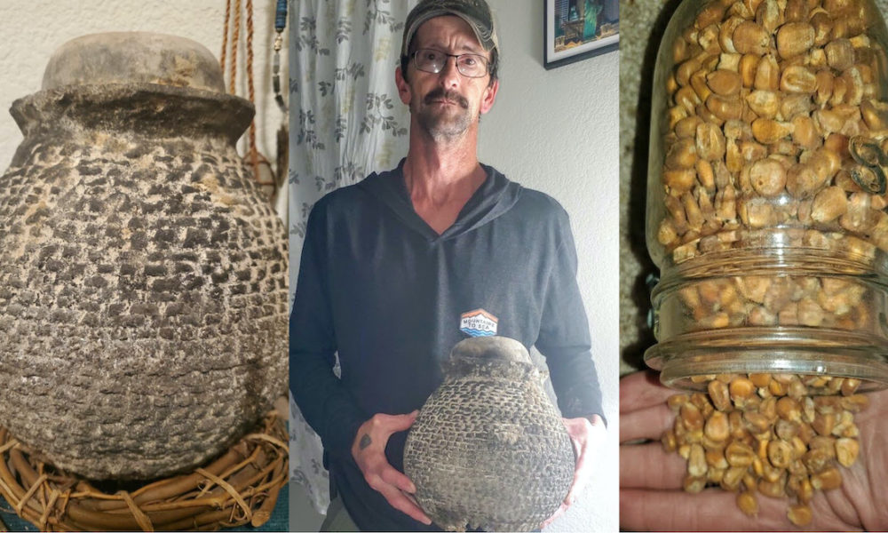 Rancher Finds a “Pot of Gold” Containing a Perfectly Preserved 1000-Year-Old Pueblo Variety of Corn - Daily Newz 365
