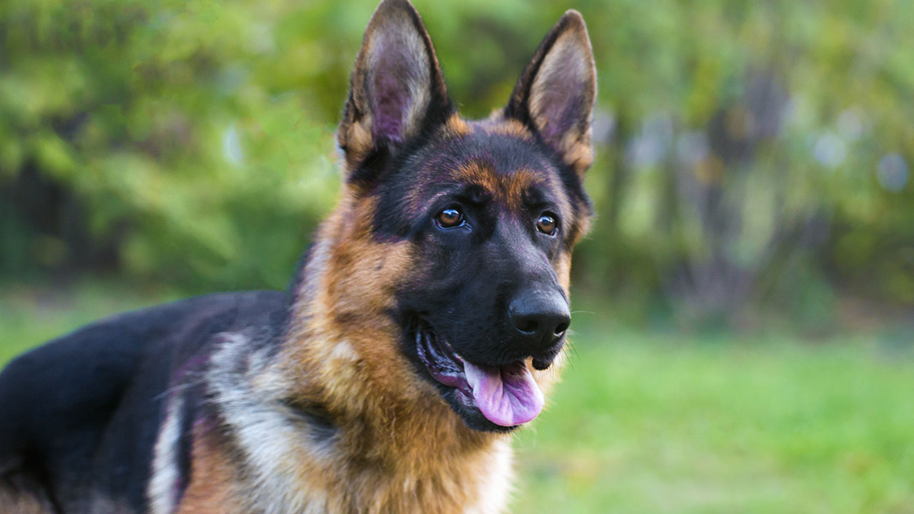 These dog breeds make the best police dogs | Fox News