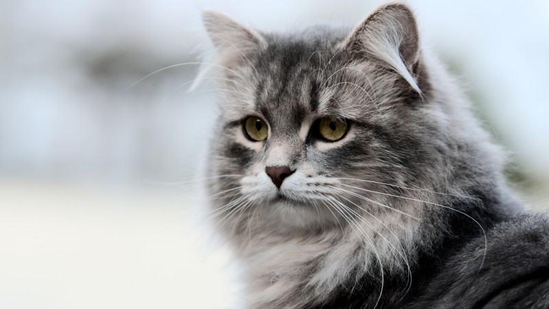 International Cat Federation Bans Russian Cats From All Competitions – NewsWars