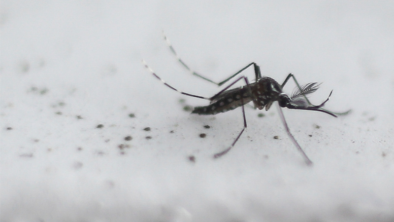 Scientists to Release GMO Mosquitos Funded by Gates Foundation in California & Florida