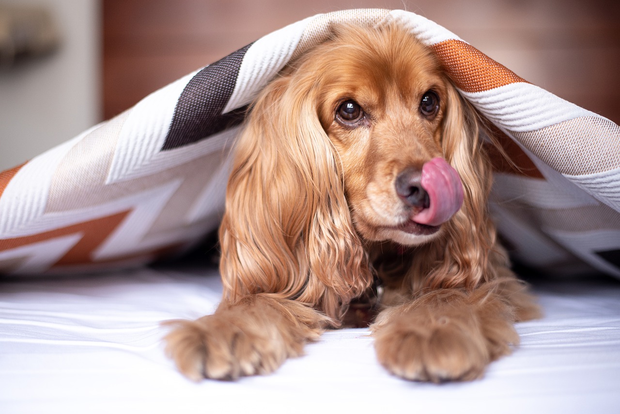 Why Does Your Dog Need an Indestructible Quality Round Dog Bed? - Define Skill