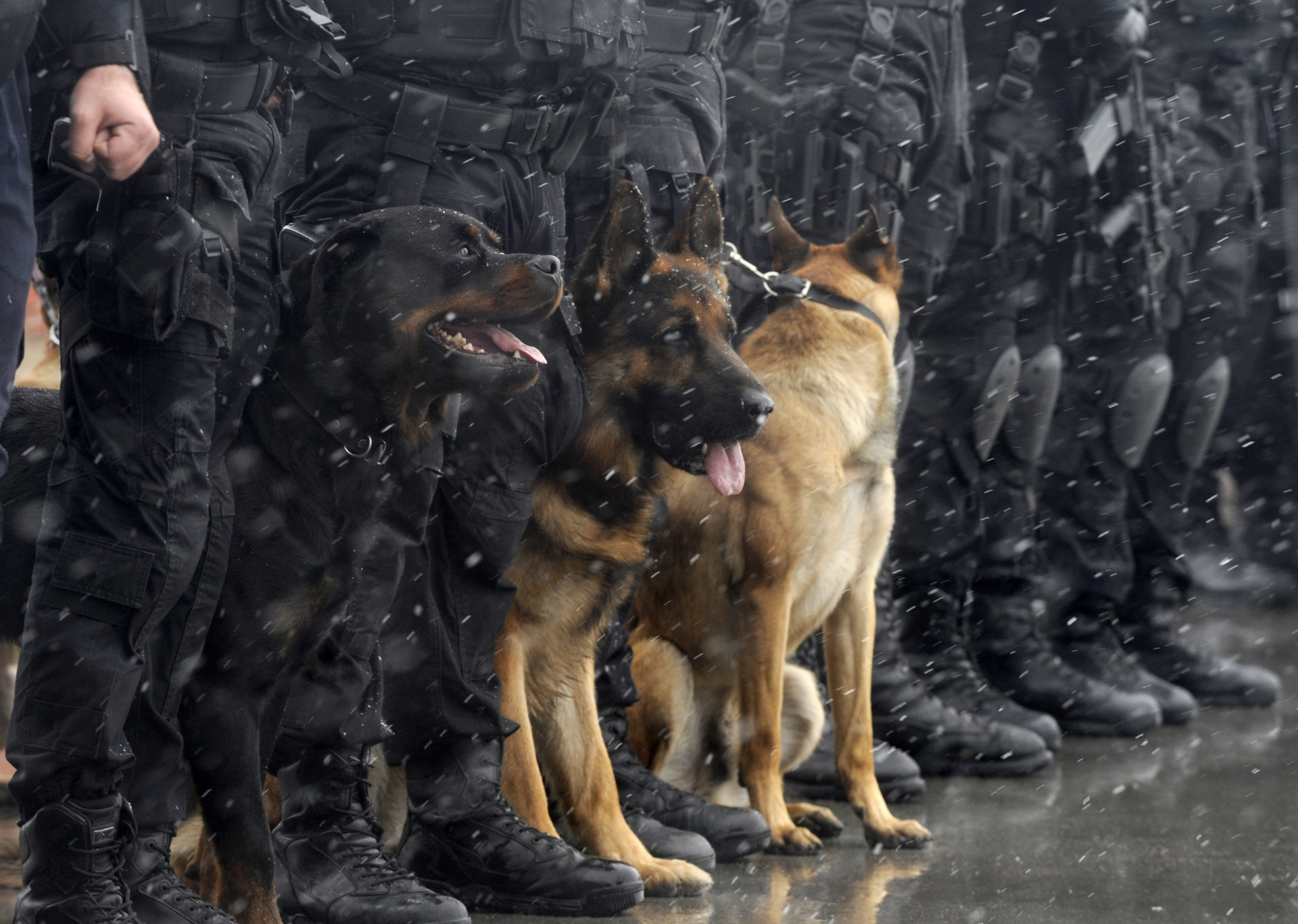 Over 100 people's homes raided across Germany for 'insulting' politicians