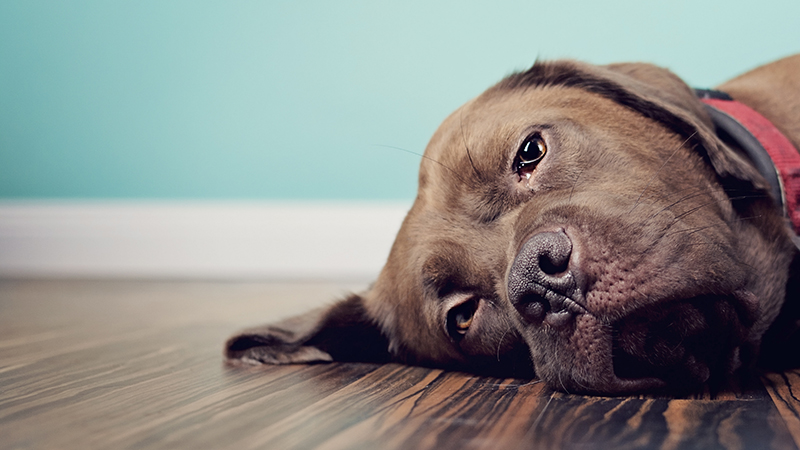 BACKLASH As Media Says Let Pets Die And Don’t Eat Meat, While Globalist Energy Agency Calls For Climate Lockdowns