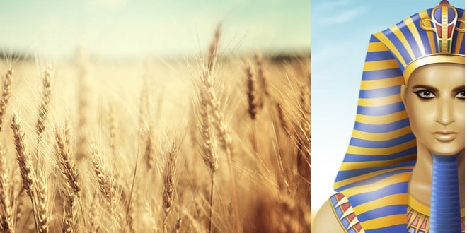 Israel begins to stock up on wheat for upcoming global famine as Joseph advised in the Bible