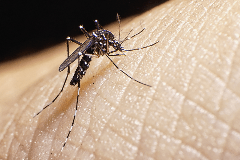 Urgently destroyed documents in Ukraine for 4 infections found in February, when there should have been no live insects – World-Signals News