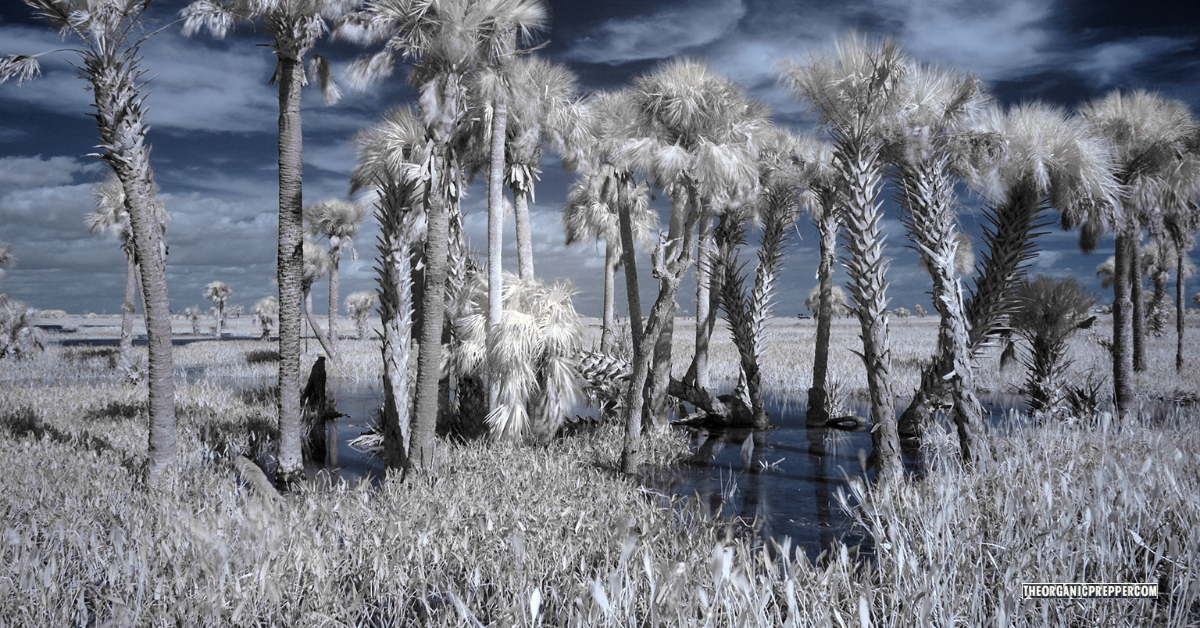 Is Nuclear Winter a Myth? - The Organic Prepper