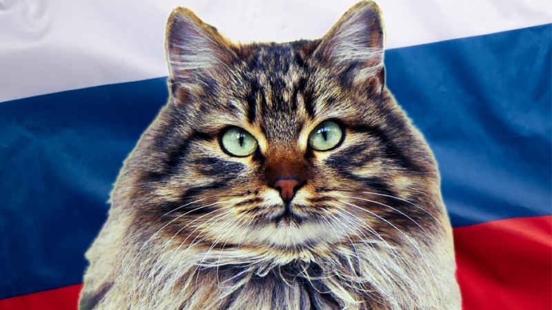 Russian Cats Get Cancelled