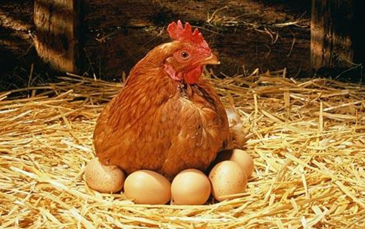 No chickens and eggs in the next bird flu pandemic – World-Signals News