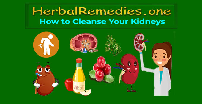How to Cleanse Your Kidneys - Herbal Remedies