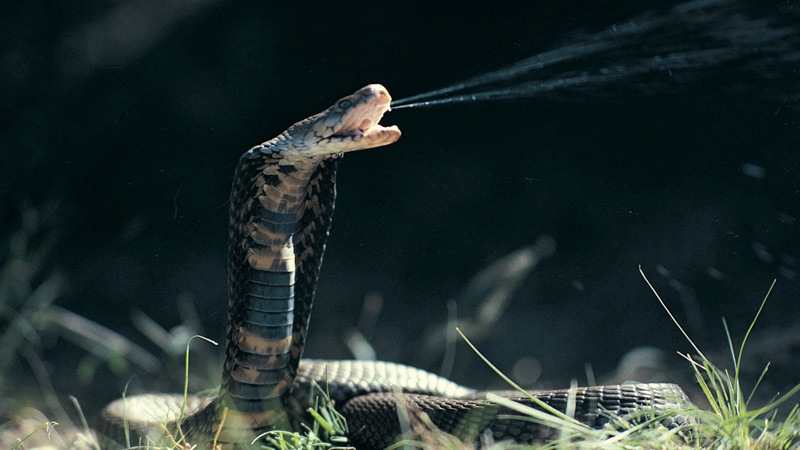 Venom Theory: Is Covid-19 Being Spread Via Drinking Water?