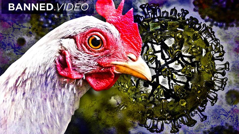 Is The New Bird Flu Plandemic #2?