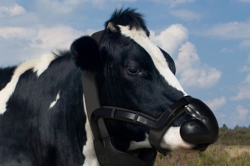 Face mask that neutralises cow burps wins £50,000 Prince Charles prize – World-Signals News