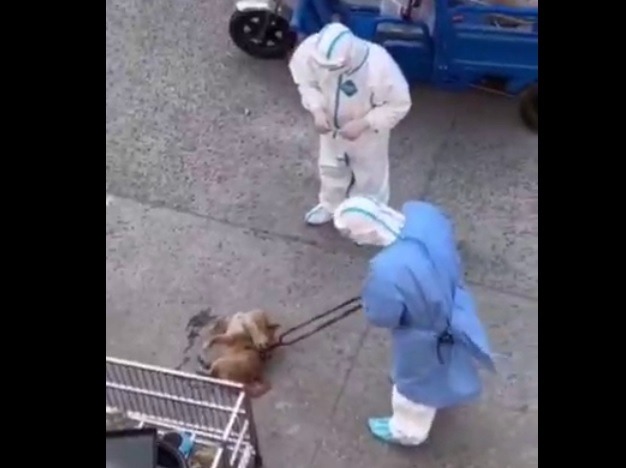 Mass killings of dogs and cats have begun in China because of Omicron – World-Signals News
