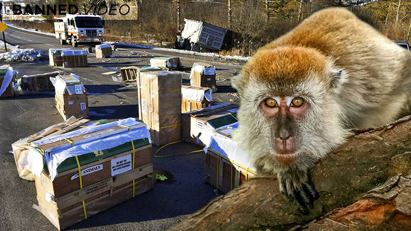 Flashback: Woman Sick After Coming Into Contact With CDC Lab Monkeys