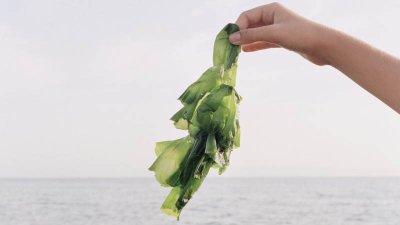 World Economic Forum Urges People to Eat Seaweed, Algae and Cacti to Save the Planet