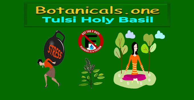 Tulsi Holy Basil - Botanicals One